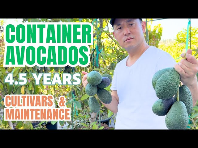 Container avocado variety selection, pruning, harvest, fertilizing and 4.5 year update