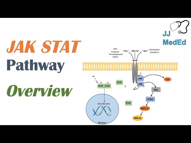 JAK-STAT Signaling Pathway