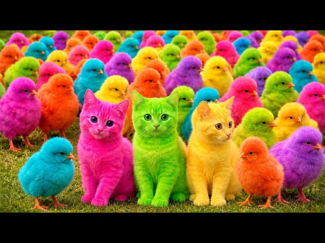 Tangkap Ayam Lucu, ayam warna warni, ayam rainbow, kelinci lucu, bebek lucu, ikan koi, Hewan Lucu