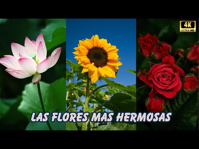 FLOWERS: The Most BEAUTIFUL and Spectacular on the Planet | Documentary Part 1