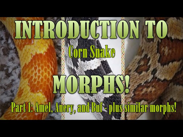 INTRODUCTION to corn snake morphs! Anery, Amel, Buf (and more) Timestamps in Description