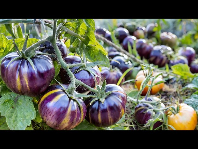 12 Variedades de TOMATES más SORPRENDENTES, ÚNICAS y DELICIOSAS