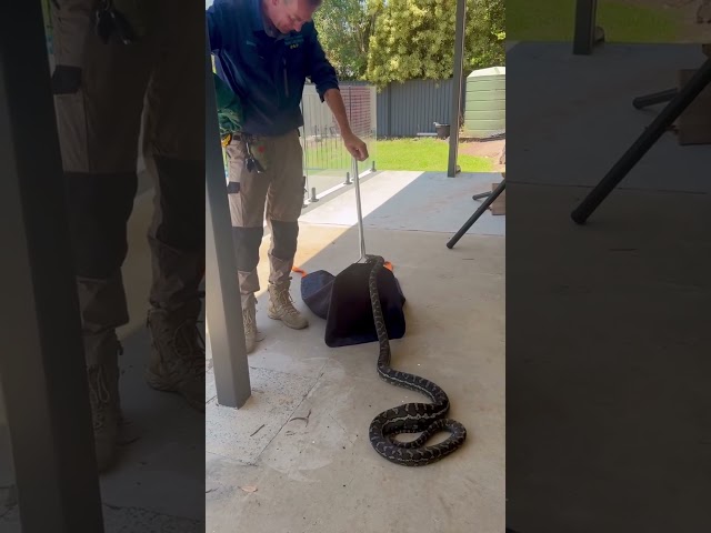 Giant python removal gone right #wildliferescue #snakecatcher