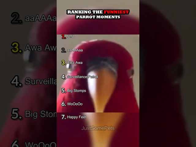 Ranking The Funniest Parrot Moments Part 2