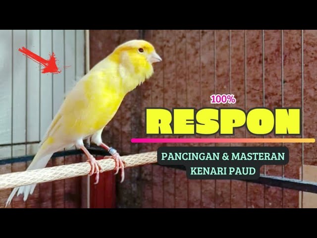 100% RESPON❗Suara Pancingan KENARI PaUd Cepat BeLajar BUNYI NgeriwiK || MASTERAN KENARI PAud #81