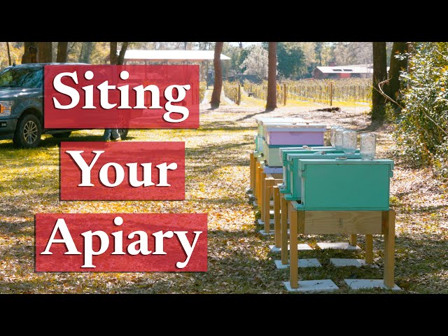 Choosing a Proper Apiary Site | Beekeeping Academy | Ep. 5