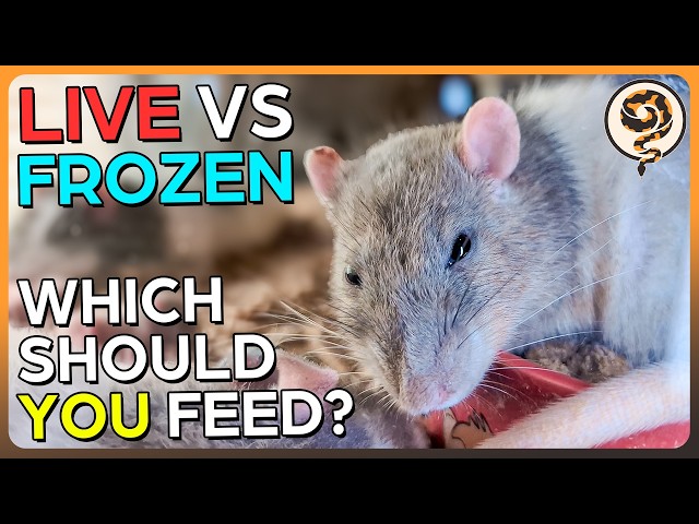 Ball Python Feeding: Live or Frozen-Thawed?