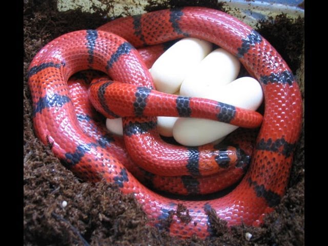 Snake Bytes TV - Snake Eggs By The Truck Load! SnakeBytesTV