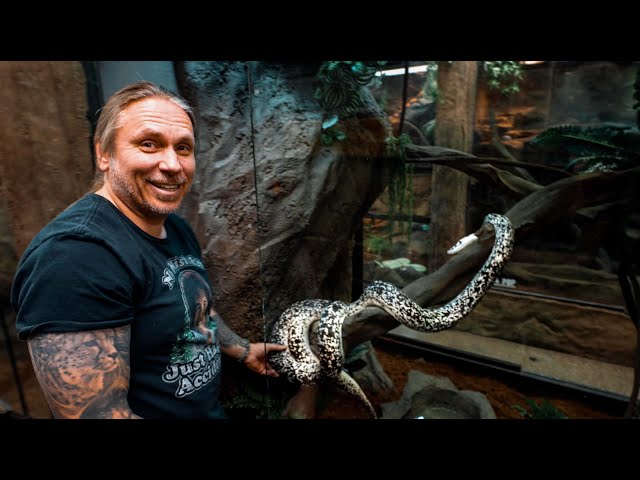 PERDITA my COW RETICULATED PYTHON GETS A NEW ENCLOSURE!! | BRIAN BARCZYK