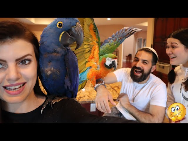 My Parrots First Reaction to Another Macaw!