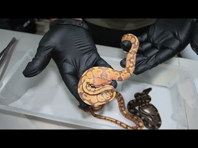 This ULTRAMEL PIED Ball Python Clutch Made Me Sad!