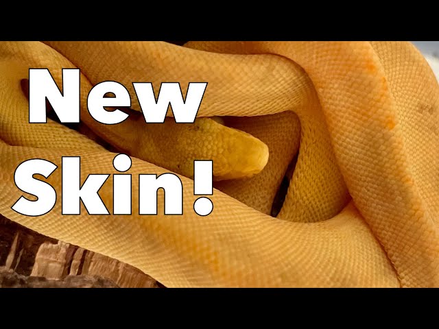 My Tree Boa Babies have been DETAILED!