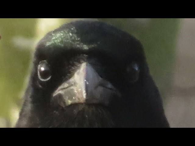 Magpie