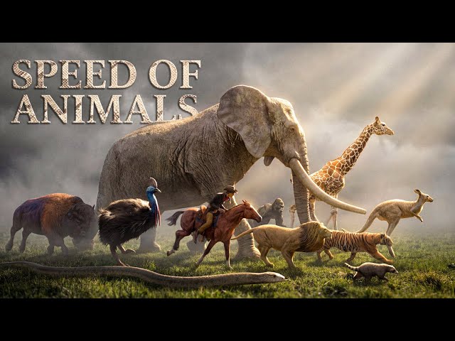 SPEED COMPARISON 3D | Animals 🦌