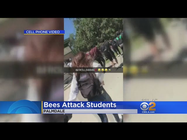 Bees Attack Students