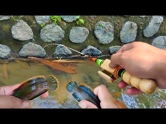 Mancing Ikan Channa Limbata Yang bersembunyi di lubang batu