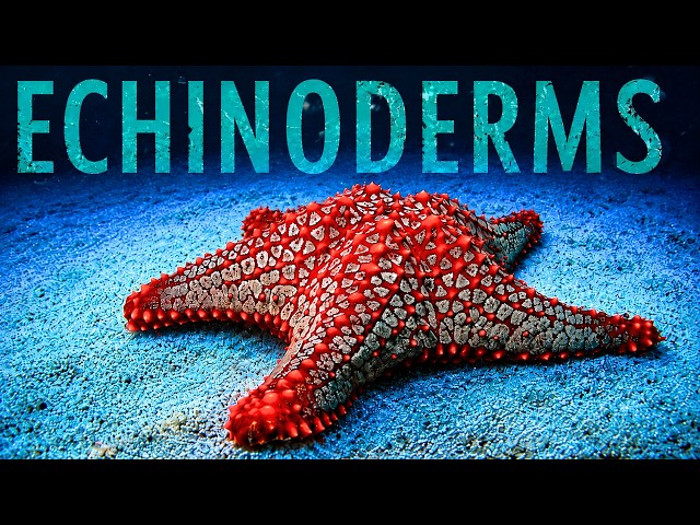 The Strange and Beautiful World of Deep Sea Echinoderms