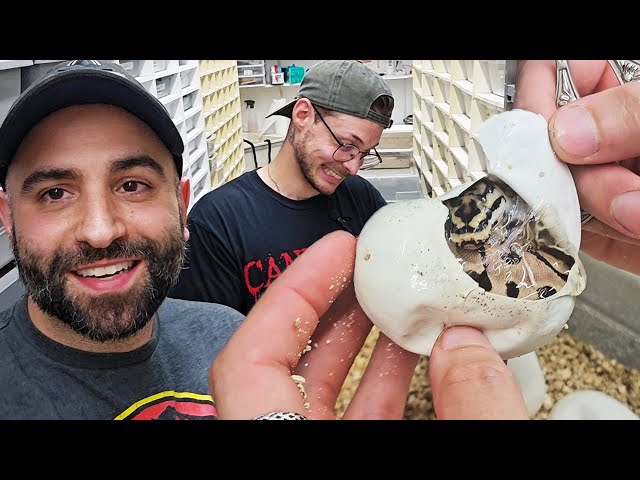 WHEN HATCHING BALL PYTHONS QUICKLY BECOMES CHAOS