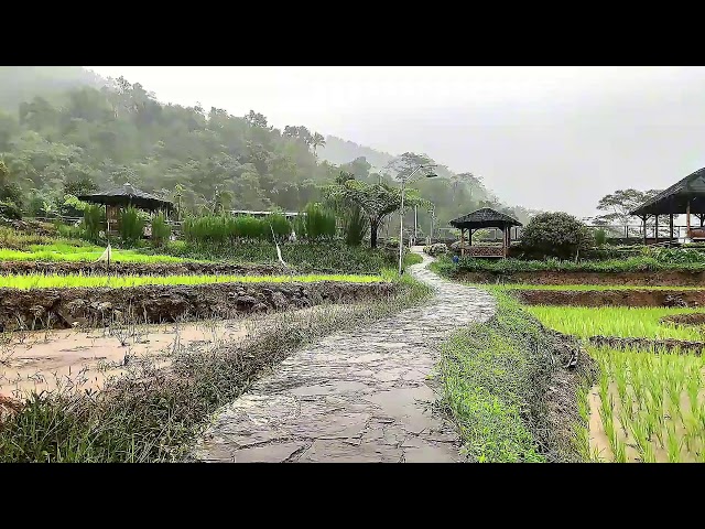 Rain Over Rice Fields Live: Peaceful Village Sounds for Sleep & Study