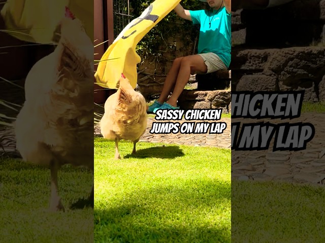 🐔💛 JUMPS on my lap like DOGS LOL so cute