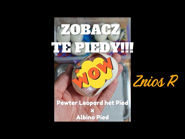 Znios R - Pewter Leopard het Pied x Pied Albino