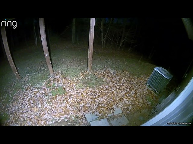 Animals in the backyard - December 18th, 2024