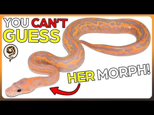 Let's Learn how to Identify Ball Python Genetics - NOVEMBER Edition!