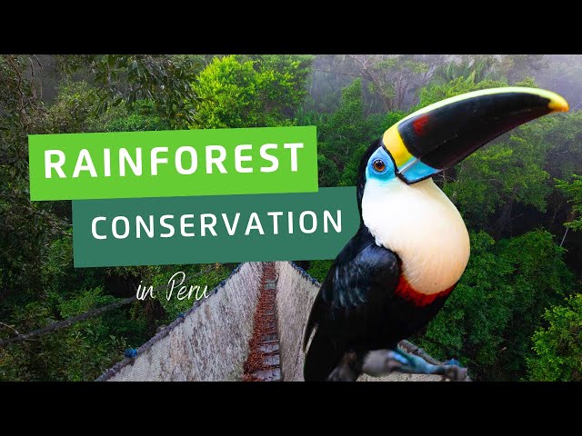 Protecting The Amazon: Join Us In Peru For Conservation Volunteering!