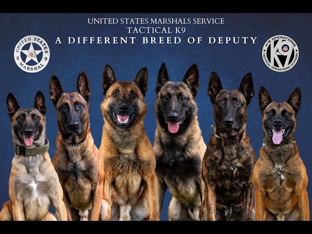 USMS Tactical K9 Team.