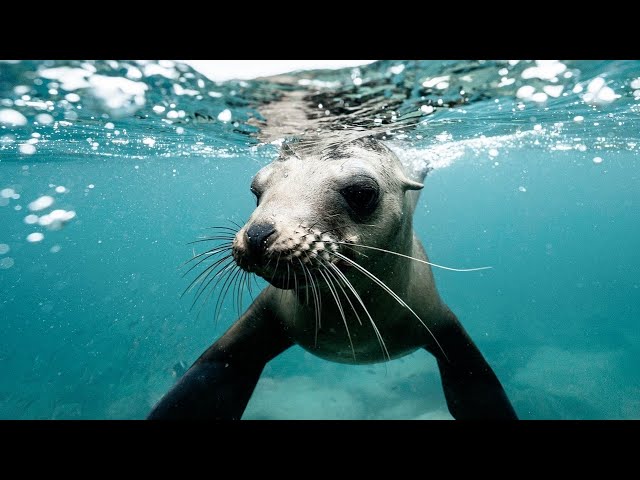 3 Hours of Soothing and Relaxing Music with Seals Swimming Underwater