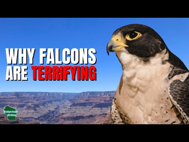 5 Things You Didn't Know About Falcons