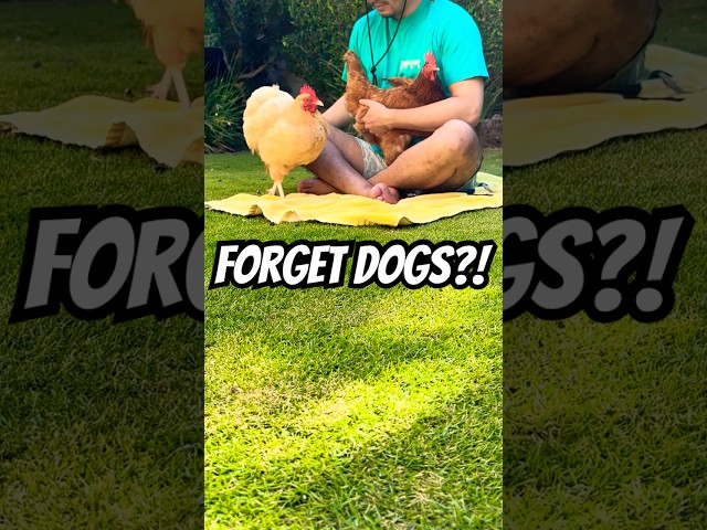 FORGET DOGS?! 🐔💕 You'll want pet chickens after this...