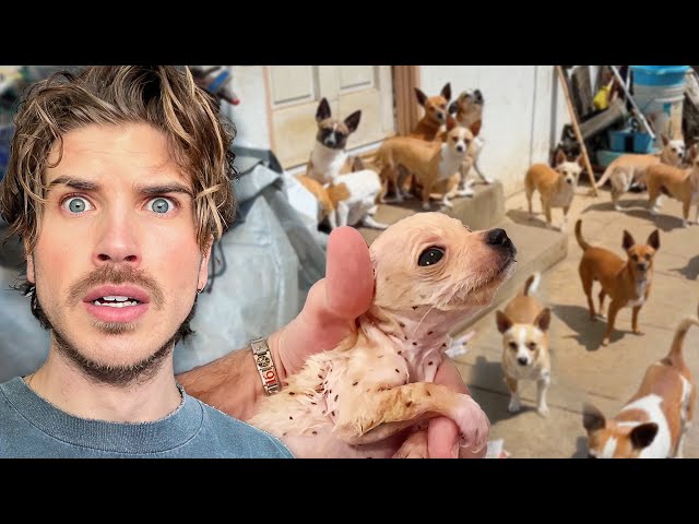 Rescuing OVER 80 Dogs & Puppies From a Pet Hoarder