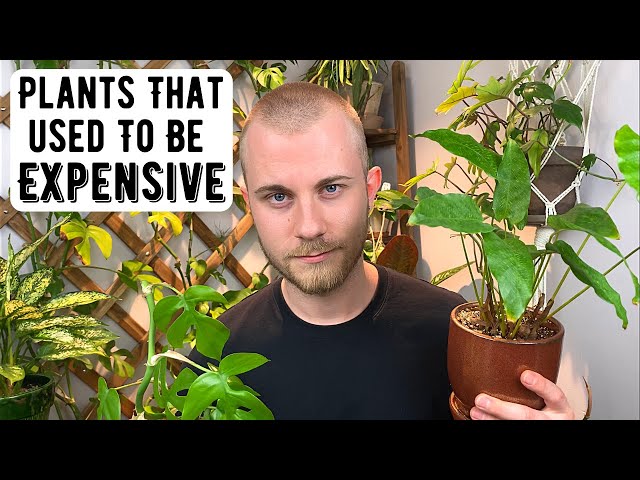 Inexpensive Houseplants That Used To Be Expensive