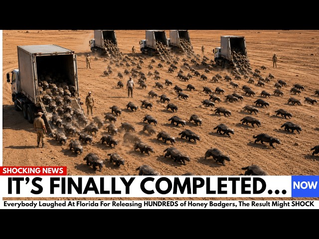 Everybody Laughed At Florida For Releasing Honey Badgers To Fight Pythons… The Aftermath Shocked All