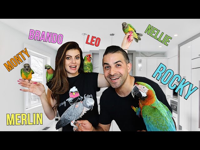 MEET ALL MY PARROTS! I HAVE 13 BIRDS! and a MOTH problem!