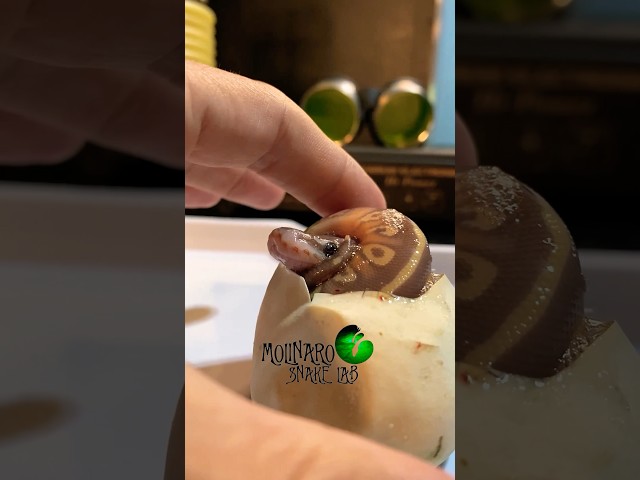 Beautiful banana Mojave! #molinarosnakelab #snakes #shorts #ballpython #royalpython #sawa #naga #diy