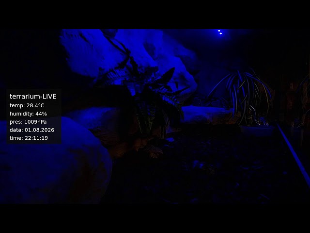 terrarium-LIVE 🔴 01/08/2026 🐍 Ball Python Regius Snake