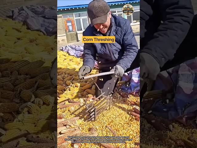Corn Threshing Machine: Fast & Efficient Grain Separation 🌽⚙️