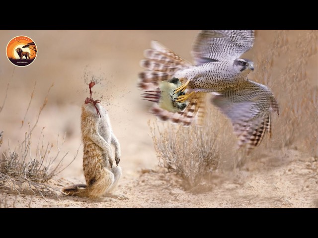 The Fastest Attack Moments of the Sky’s Deadliest Hunters | Wild Animals