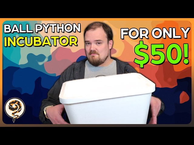 Building a Ball Python Incubator for only $50! - And Fast!