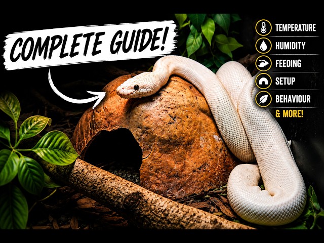 Ball Python Care Guide 2026 | Everything You Need to Know