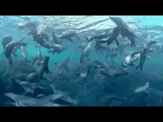wild animals ●Explore the Blue  360° Sea Lion Encounter