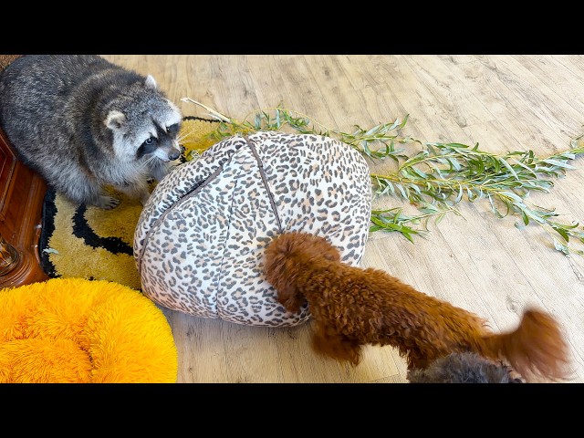 The raccoon teases Yukki's dog and doesn't let her into the house.