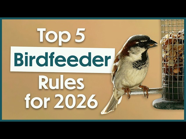 Trichomonosis In Birds: How YOU Can Help Stop the Disease! | RSPB Bird Feeder Advice | Get Birding