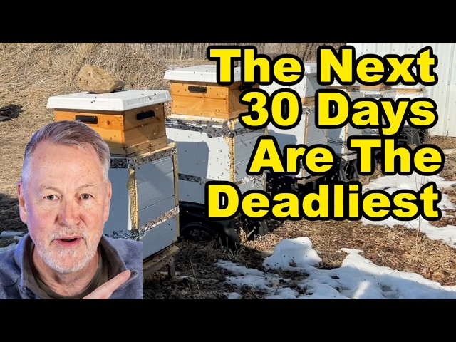 Beekeeping | Why Colonies Die When Winter Is Almost Over