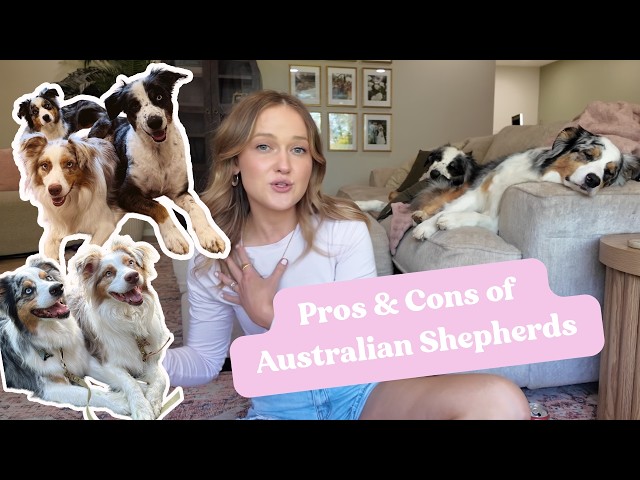 Pros & Cons of Owning an Australian Shepherd | What to Know Before Getting an Aussie!