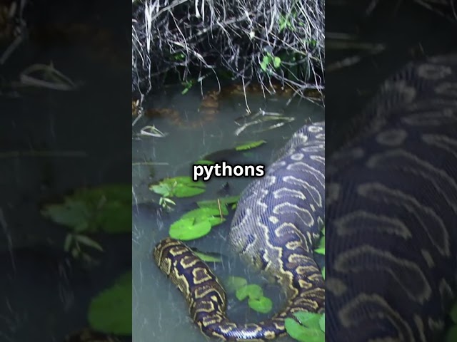Florida Python Challenge 2024: Join the Hunt! #python #florida #news #capture #challenge
