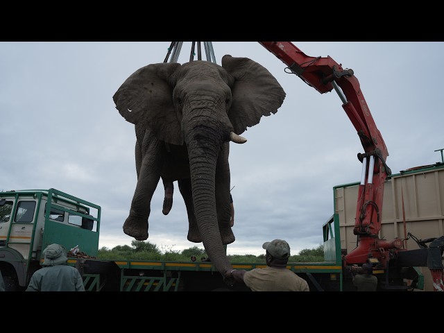 Watch four elephant bulls start a new chapter.