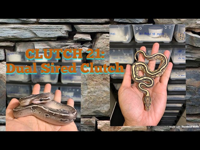 MORE BABY BALL PYTHONS!!